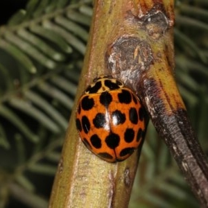 Harmonia conformis at Forde, ACT - 7 Nov 2020