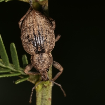 Perperus sp. (genus) (Weevil) at Goorooyarroo NR (ACT) - 7 Nov 2020 by kasiaaus
