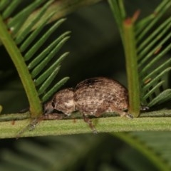 Perperus sp. (genus) at Forde, ACT - 7 Nov 2020