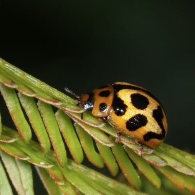 Peltoschema oceanica (Oceanica leaf beetle) at Forde, ACT - 7 Nov 2020 by kasiaaus