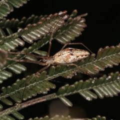 Tetragnatha sp. (genus) (Long-jawed spider) at Forde, ACT - 7 Nov 2020 by kasiaaus