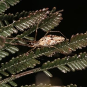 Tetragnatha sp. (genus) at Forde, ACT - 7 Nov 2020