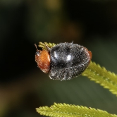 Cryptolaemus montrouzieri (Mealybug ladybird) at Goorooyarroo NR (ACT) - 7 Nov 2020 by kasiaaus
