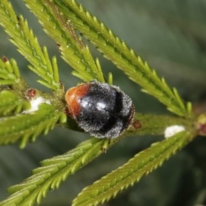 Cryptolaemus montrouzieri at Forde, ACT - 7 Nov 2020