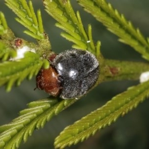 Cryptolaemus montrouzieri at Forde, ACT - 7 Nov 2020