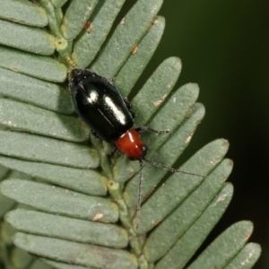 Adoxia benallae at Forde, ACT - 7 Nov 2020