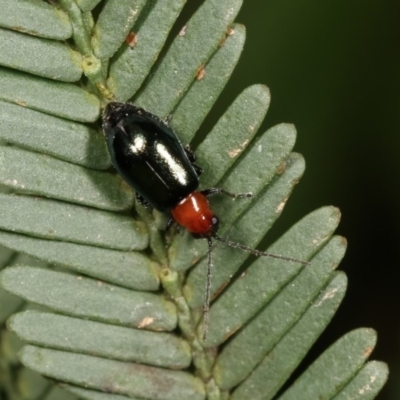 Adoxia benallae (Leaf beetle) at Forde, ACT - 7 Nov 2020 by kasiaaus