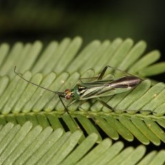 Miridae (family) (Unidentified plant bug) at Goorooyarroo NR (ACT) - 7 Nov 2020 by kasiaaus