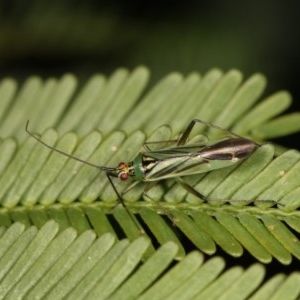 Miridae (family) at Forde, ACT - 7 Nov 2020