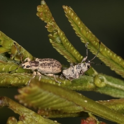 Titinia tenuis (Titinia weevil) at Goorooyarroo NR (ACT) - 7 Nov 2020 by kasiaaus