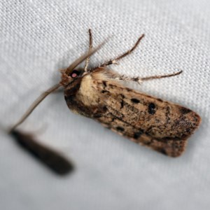 Agrotis porphyricollis at Forde, ACT - 6 Nov 2020