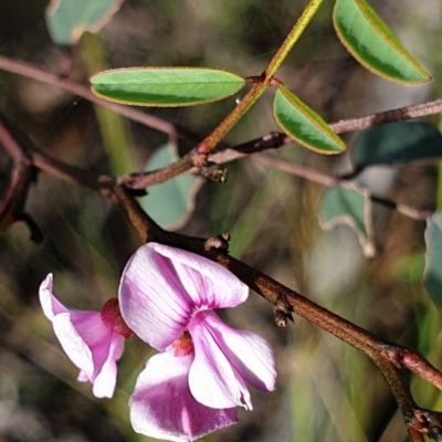 Indigofera australis subsp. australis (Australian Indigo) at Mount Painter - 7 Nov 2020 by drakes