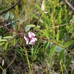 Indigofera australis subsp. australis at Cook, ACT - 7 Nov 2020 05:32 PM