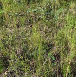 Indigofera australis subsp. australis at Cook, ACT - 7 Nov 2020