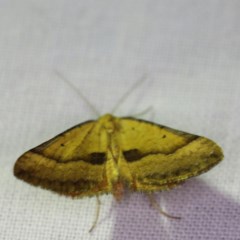 Anachloris subochraria (Golden Grass Carpet) at Forde, ACT - 6 Nov 2020 by ibaird