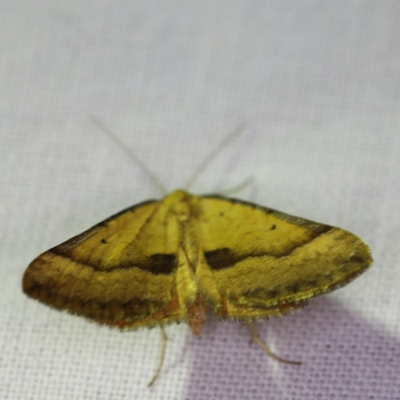 Anachloris subochraria (Golden Grass Carpet) at Goorooyarroo NR (ACT) - 6 Nov 2020 by ibaird