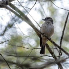 Pachycephala rufiventris at Penrose, NSW - 9 Nov 2020