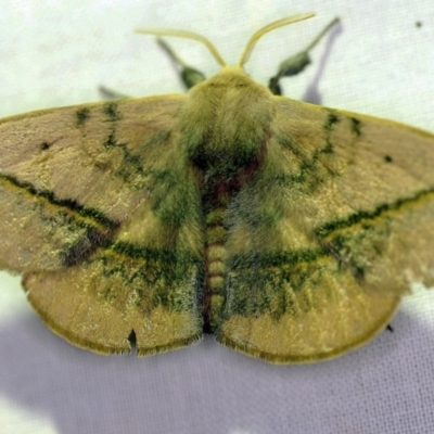 Anthela varia (Hairy Mary) at Goorooyarroo NR (ACT) - 6 Nov 2020 by ibaird