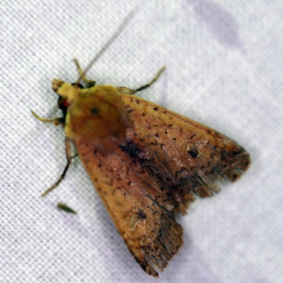Diarsia intermixta (Chevron Cutworm, Orange Peel Moth.) at Forde, ACT - 6 Nov 2020 by ibaird