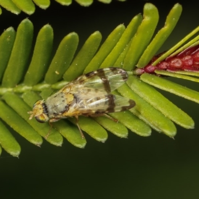 Tephritidae sp. (family) (Unidentified Fruit or Seed fly) at Goorooyarroo NR (ACT) - 7 Nov 2020 by kasiaaus