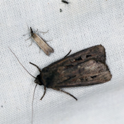 Agrotis infusa (Bogong Moth, Common Cutworm) at Goorooyarroo NR (ACT) - 6 Nov 2020 by ibaird