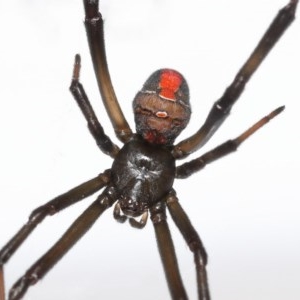 Latrodectus hasselti at Evatt, ACT - 7 Nov 2020