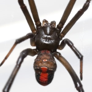 Latrodectus hasselti at Evatt, ACT - 7 Nov 2020