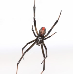 Latrodectus hasselti at Evatt, ACT - 7 Nov 2020 03:57 PM