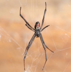 Latrodectus hasselti at Evatt, ACT - 7 Nov 2020