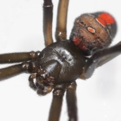 Latrodectus hasselti at Evatt, ACT - 7 Nov 2020 03:57 PM