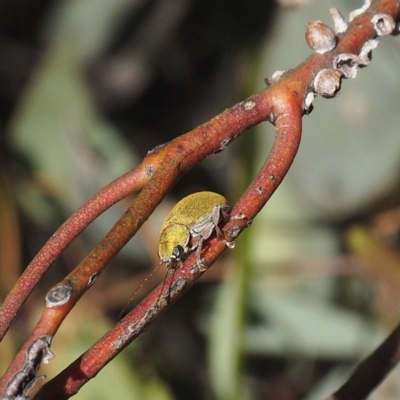 Edusella puberula (Leaf beetle) at Goorooyarroo NR (ACT) - 7 Nov 2020 by David