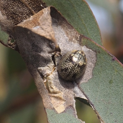 Paropsisterna laesa (Laesa leaf beetle) at Goorooyarroo NR (ACT) - 6 Nov 2020 by David