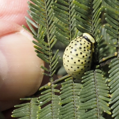Dicranosterna immaculata (Acacia leaf beetle) at Goorooyarroo NR (ACT) - 6 Nov 2020 by David