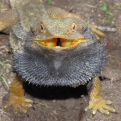 Pogona barbata (Eastern Bearded Dragon) at Acton, ACT - 8 Nov 2020 by TimL