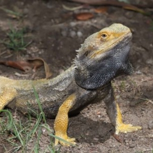 Pogona barbata at Acton, ACT - 8 Nov 2020