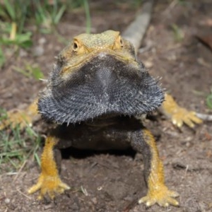 Pogona barbata at Acton, ACT - 8 Nov 2020