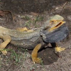 Pogona barbata at Acton, ACT - 8 Nov 2020