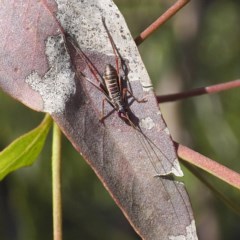 Tettigoniidae (family) (Unidentified katydid) at Forde, ACT - 6 Nov 2020 by David