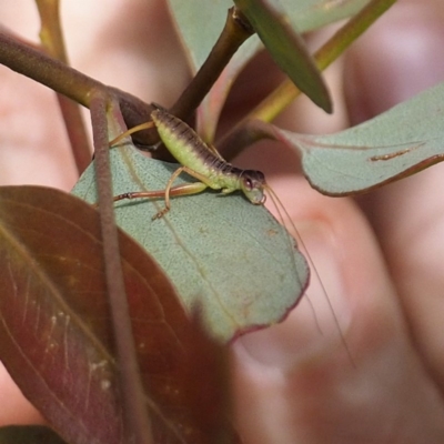 Tettigoniidae (family) (Unidentified katydid) at Goorooyarroo NR (ACT) - 6 Nov 2020 by David