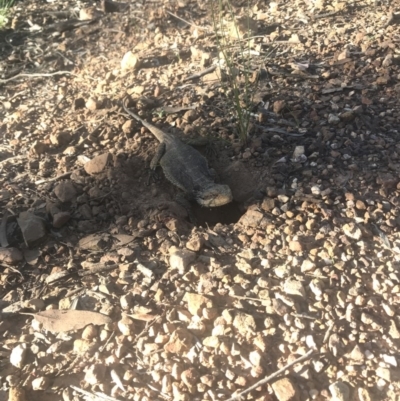 Pogona barbata (Eastern Bearded Dragon) at Black Mountain - 9 Nov 2020 by Bewilderbeast