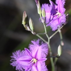 Thysanotus tuberosus (Common Fringe-lily) at Albury - 9 Nov 2020 by ghardham