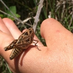 Perunga ochracea (Perunga grasshopper, Cross-dressing Grasshopper) at Macnamara, ACT - 9 Nov 2020 by JaneR