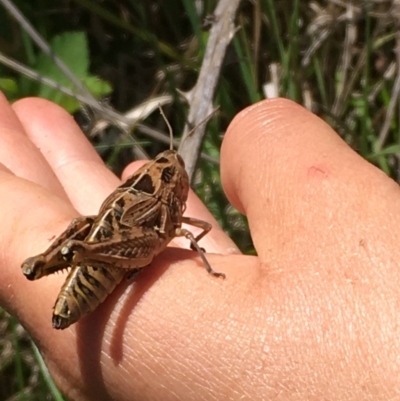 Perunga ochracea (Perunga grasshopper, Cross-dressing Grasshopper) at Macnamara, ACT - 9 Nov 2020 by JaneR