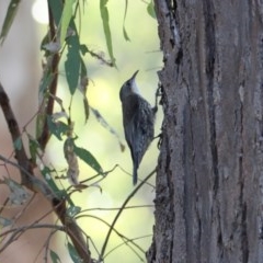 Cormobates leucophaea (White-throated Treecreeper) at Wonga Wetlands - 2 Nov 2020 by PaulF