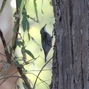 Cormobates leucophaea at Splitters Creek, NSW - 2 Nov 2020 04:23 PM