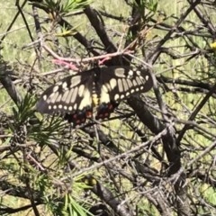 Papilio anactus (Dainty Swallowtail) at Griffith Woodland - 9 Nov 2020 by ianandlibby1