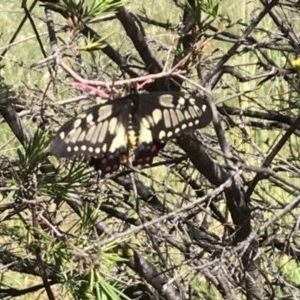 Papilio anactus at Griffith, ACT - 10 Nov 2020
