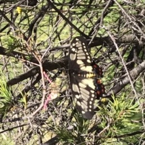 Papilio anactus at Griffith, ACT - 10 Nov 2020