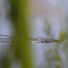 Ornithorhynchus anatinus (Platypus) at Jerrabomberra Wetlands - 9 Nov 2020 by davidcunninghamwildlife