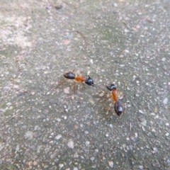 Camponotus nigriceps (Black-headed sugar ant) at Tathra Public School - 9 Nov 2020 by TathraPreschool